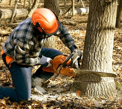 Tree Removal in Savannah, GA